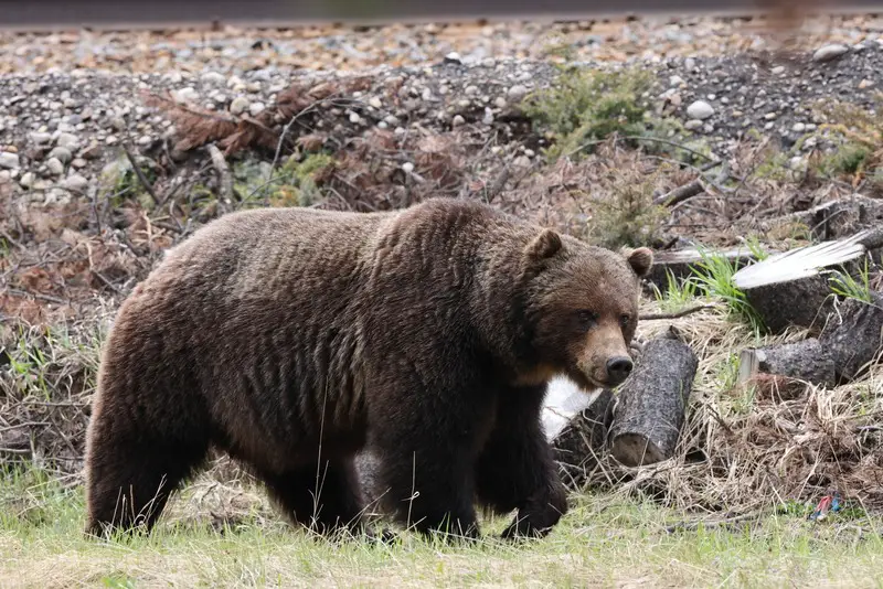 bear, brown bear, grizzly bear, wildlife, wild animal, nature, forest, outdoors