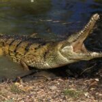 Teen Killed by Crocodile in Front of Friends