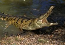 Teen Killed by Crocodile in Front of Friends