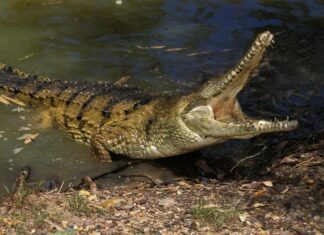 Teen Killed by Crocodile in Front of Friends