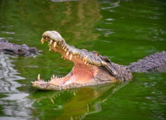 Crocodile Kills Teen Boy During Soccer Game crocodile, alligator, open mouth, teeth, water, reptile, dangerous animal, wildlife