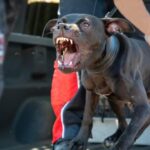 Man Attacked, Mauled to Death by His Own Dogs