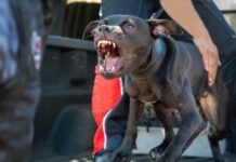 Man Attacked, Mauled to Death by His Own Dogs