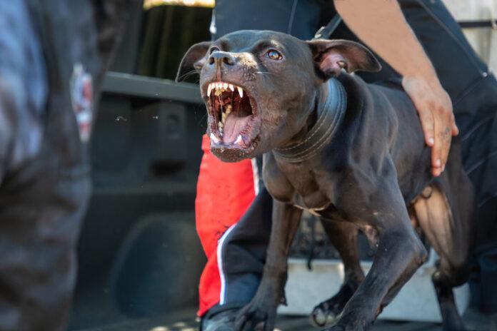 dreamstime_s_264303429-696x464-1