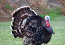 Trump Turns Thanksgiving Event Into Embarrassing Attacks