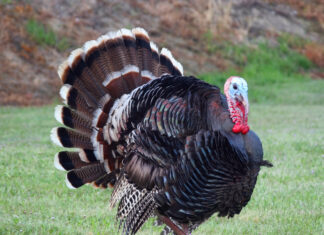 Trump Turns Thanksgiving Event Into Embarrassing Attacks