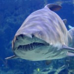 Woman Killed, Boyfriend Injured in Shark Attack