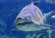 Woman Killed, Boyfriend Injured in Shark Attack