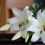 Liz Cheney Clobbers Trump During Father’s Funeral