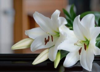 Liz Cheney Clobbers Trump During Father’s Funeral