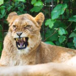 Teen Mauled to Death by Lion at the Zoo