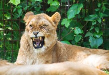Teen Mauled to Death by Lion at the Zoo