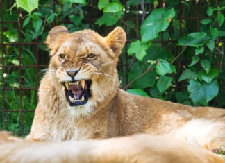 Teen Mauled to Death by Lion at the Zoo