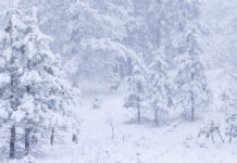 Missing Teacher Found Frozen to Death