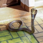 Rising Singer Dead at 26 After Snake Bite