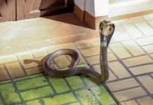 Rising Singer Dead at 26 After Snake Bite