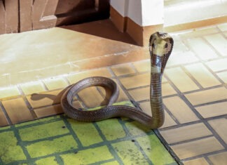 Rising Singer Dead at 26 After Snake Bite