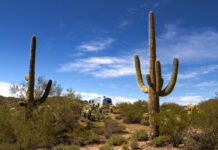 New Evidence Found About Savannah Guthrie’s Missing Mom