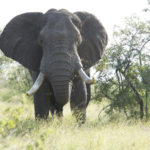 Teen Trampled to Death in Horrific Animal Attack