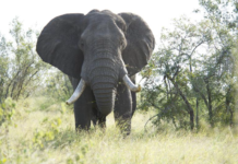 Teen Trampled to Death in Horrific Animal Attack