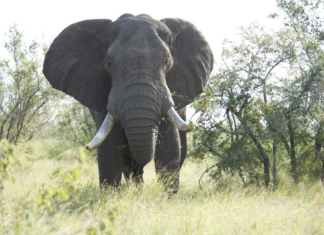 Teen Trampled to Death in Horrific Animal Attack