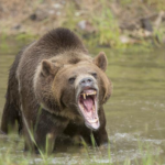 Man Dead After Brutal Bear Attack Bear Roaring in Water