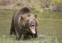 Man Dead After Brutal Bear Attack Bear Roaring in Water