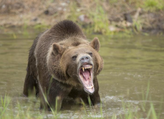 Man Dead After Brutal Bear Attack Bear Roaring in Water