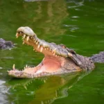 Tourist Killed in Horrifying Crocodile Attack Near Popular Resort Crocodile Open Jaws Water