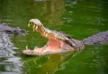 Tourist Killed in Horrifying Crocodile Attack Near Popular Resort Crocodile Open Jaws Water