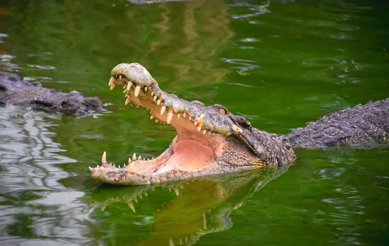 Crocodile Open Jaws Water