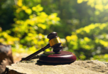 191 Died in One of Worst Cult Disasters 191 Died in One of Worst Cult Disasters (judge gavel forest dreamstime_s_476624076)