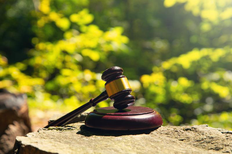 191 Died in One of Worst Cult Disasters (judge gavel forest dreamstime_s_476624076)