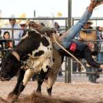 Bull Rider Dies After Horrific Rodeo Accident Bull Rider Dies After Horrific Rodeo Accident (rodeo landscape dreamstime_s_63798379)