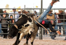 Bull Rider Dies After Horrific Rodeo Accident Bull Rider Dies After Horrific Rodeo Accident (rodeo landscape dreamstime_s_63798379)