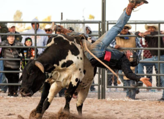 Bull Rider Dies After Horrific Rodeo Accident Bull Rider Dies After Horrific Rodeo Accident (rodeo landscape dreamstime_s_63798379)